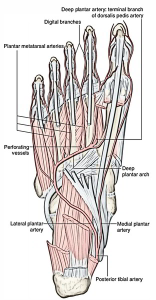 Plantar Arteries | Earth's Lab