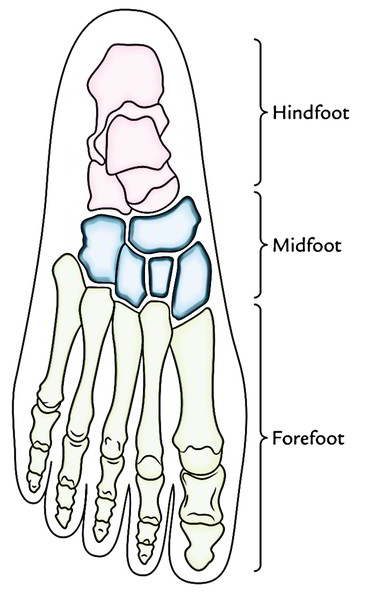 Arches of The Foot | Earth's Lab