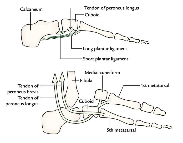 Arches of The Foot | Earth's Lab