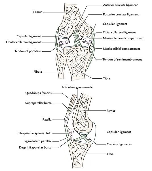 Easy Notes On 【Ligaments of the Knee Joint】Learn in Just 3 Minutes!