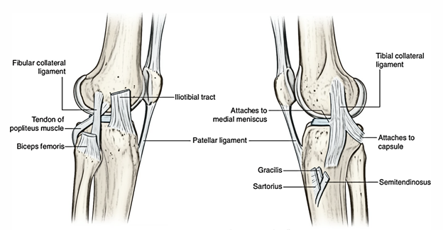 Ligaments of the Knee Joint | Earth's Lab