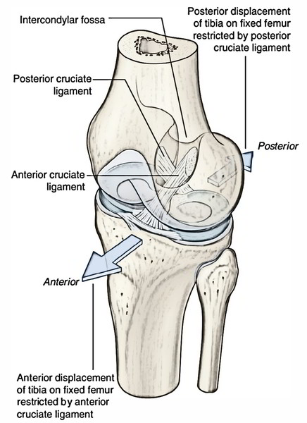 Ligaments of the Knee Joint | Earth's Lab
