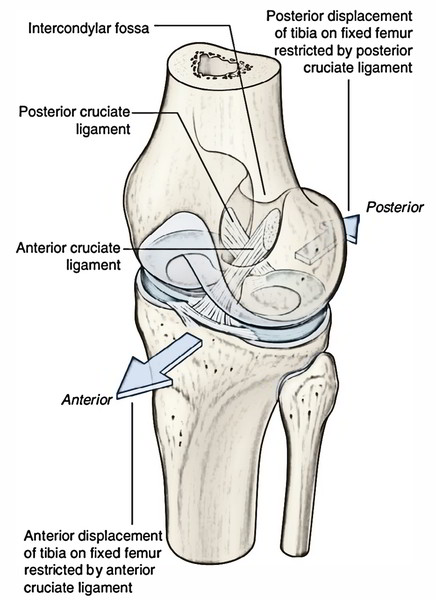 Easy Notes On 【Ligaments of the Knee Joint】Learn in Just 3 Minutes!