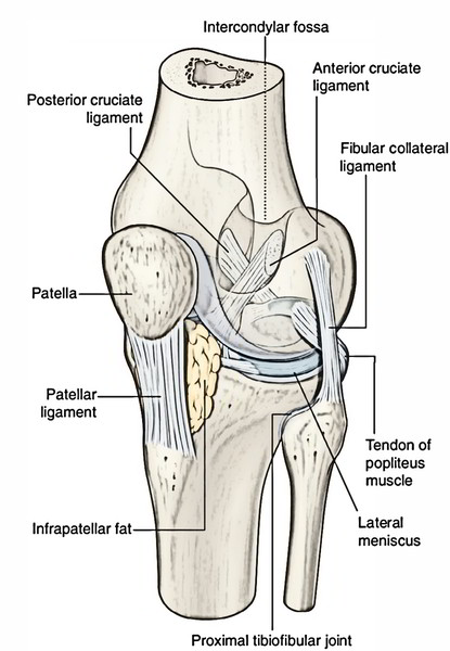 Knee joint  Radiology Reference Article  Radiopaediaorg