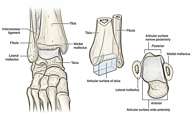 Easy Notes On 【Ankle Joint (Talocrural Joint)】Learn in Just 4 Minutes!
