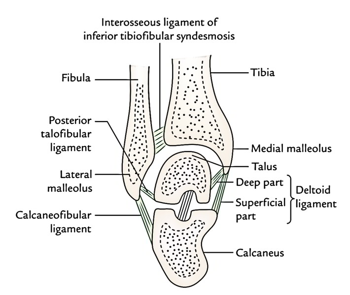 Easy Notes On 【Ankle Joint (Talocrural Joint)】Learn in Just 4 Minutes!