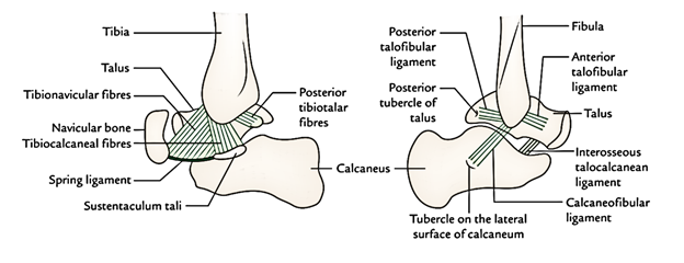 Easy Notes On 【Ankle Joint (Talocrural Joint)】Learn in Just 4 Minutes!