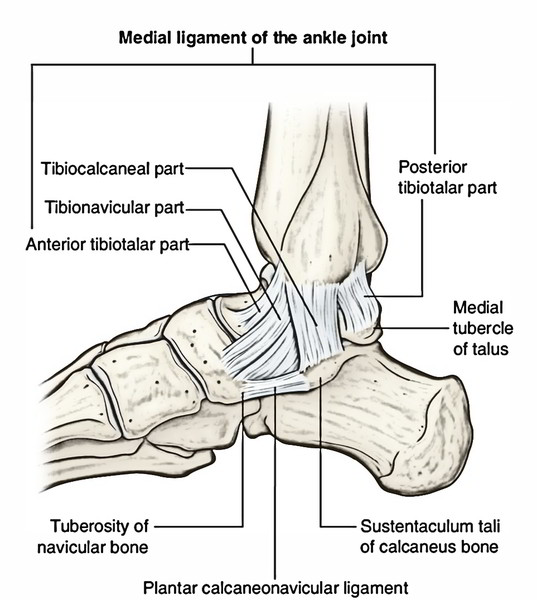 Easy Notes On 【Ankle Joint (Talocrural Joint)】Learn in Just 4 Minutes!