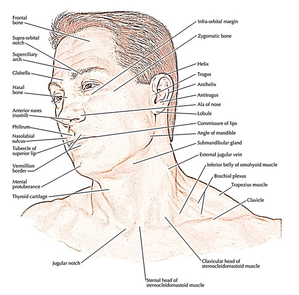 Surface Anatomy Of Face