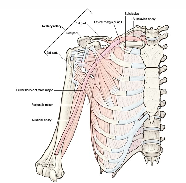 Learn What Even【GOOGLE】Can’t Teach You About Axillary Artery! | Earth's Lab