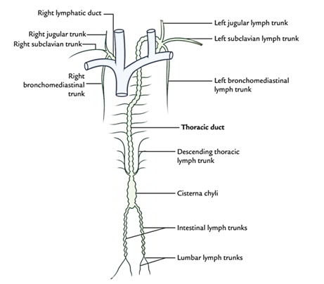 Thoracic Duct- Formation, Course, Connection, Tributaries and ...