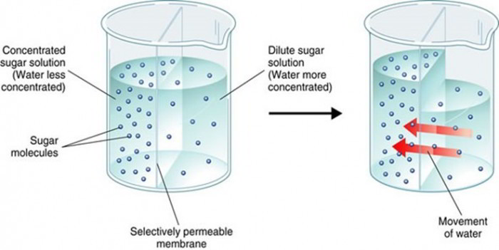 simple-facilitated-diffusion-osmosis-across-plasma-membranes