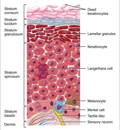 Cells and Layers of the Epidermis – Earth's Lab