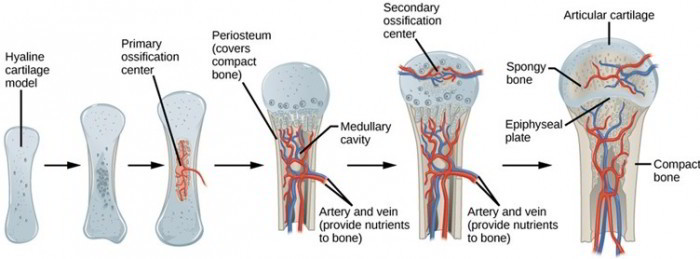 Ossification – Intramembranous and Endochondral Ossification and Their