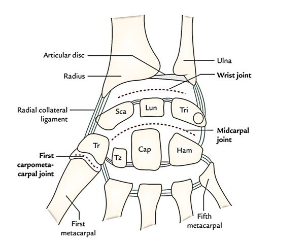 Wrist Joint (Radio-Carpal Joint) Anatomy – Earth's Lab