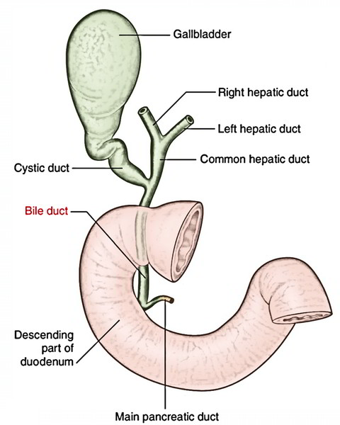 Bile Duct/Common Bile Duct (CBD) – Earth's Lab