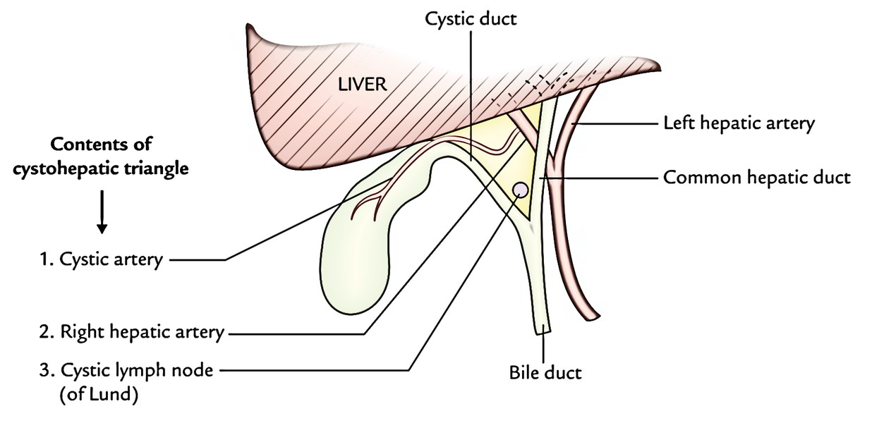 Easy Notes On 【Cystohepatic Triangle of Calot】Learn in Just 3 Mins