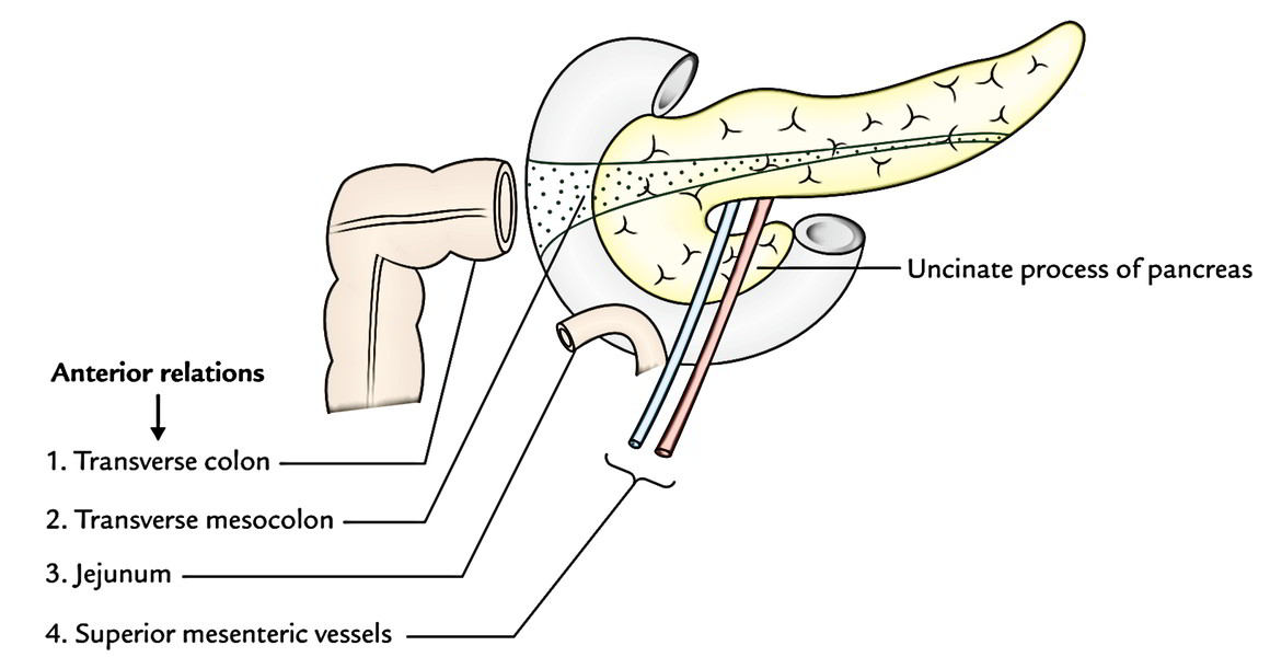 Easy Notes On 【Pancreas】Learn in Just 4 Minutes! – Earth's Lab