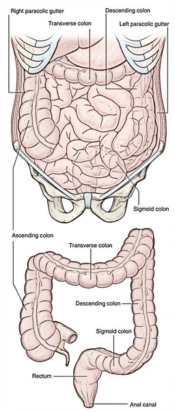 Easy Notes On 【Colon】Learn in Just 4 Minutes! – Earth's Lab