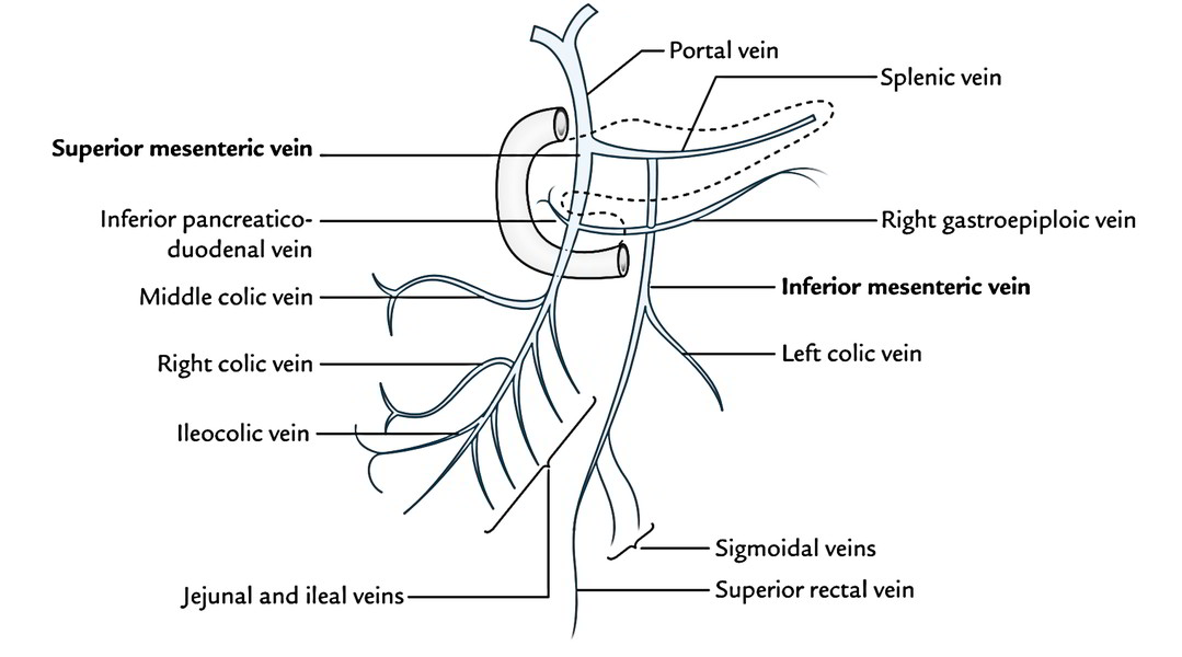 Superior's. Portal Vein Anatomy.