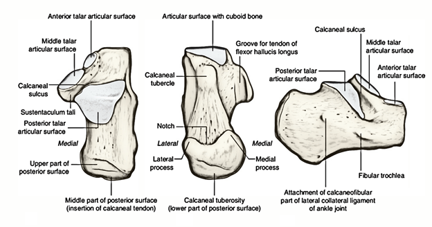 Easy Notes On 【Calcaneus】Learn in Just 4 Minutes! – Earth's Lab