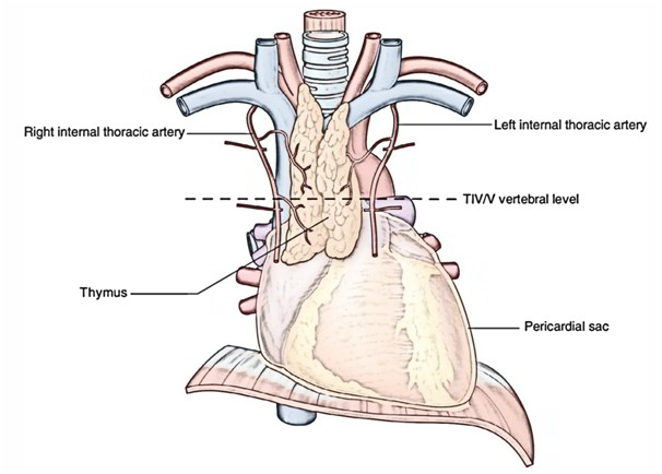 easy-notes-on-thymus-learn-in-just-4-minutes