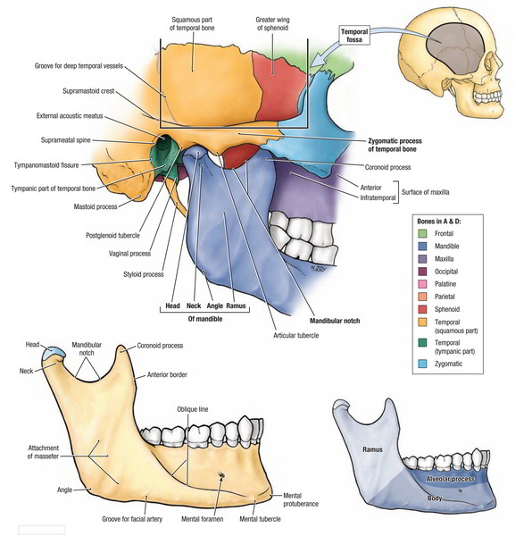 Temporal Bone Earth S Lab