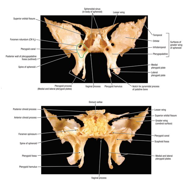 Sphenoid Bone | | Earth's Lab