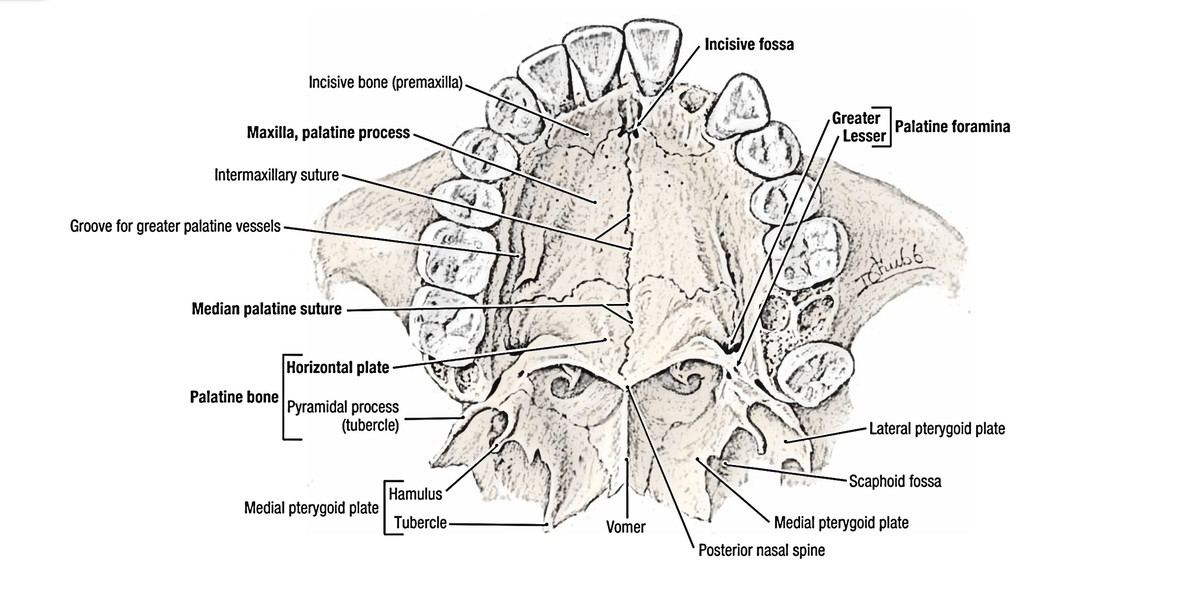 Diagram Skull Bones Diagram Palatine Bone Mydiagramonline 1807