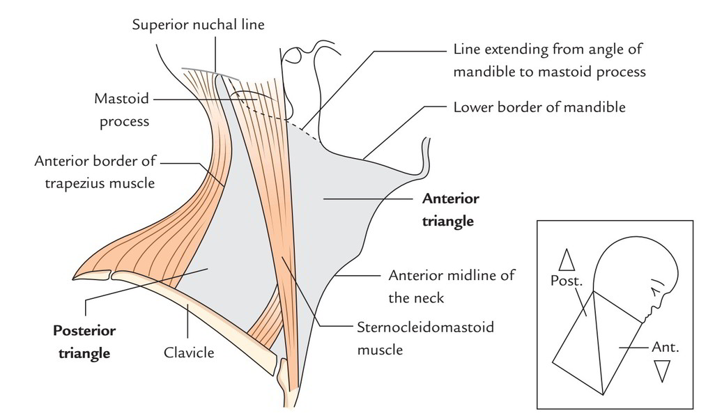 Triangles On The Side of the Neck Earth's Lab