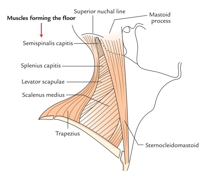 Triangles of the neck: Anatomy, borders and contents
