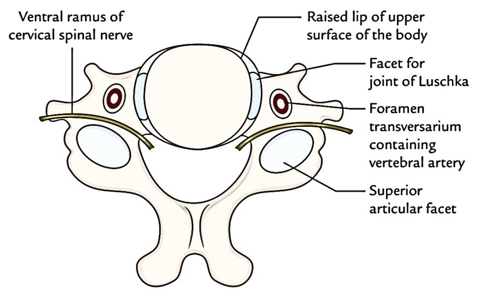 Easy Notes On 【Typical Cervical Joints】Learn in Just 3 Minutes! – Earth