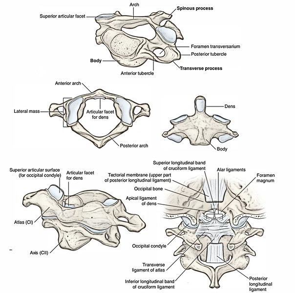 Craniovertebral Joints Earths Lab 0423