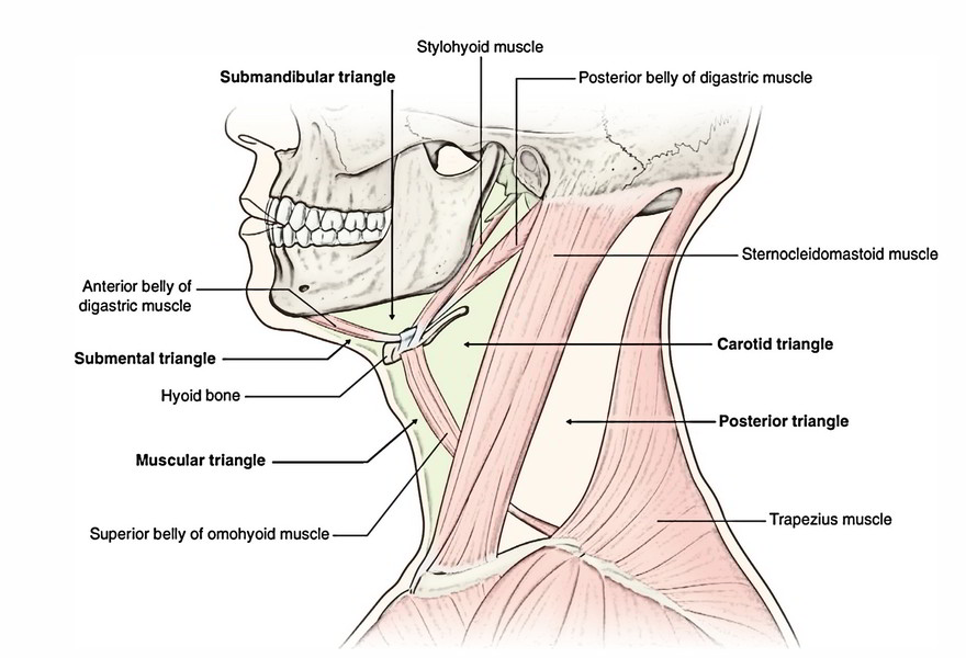 Muscles of the Submandibular Region – Earth's Lab