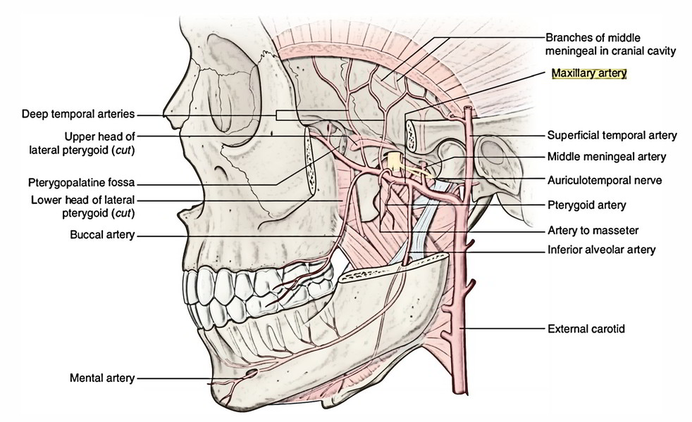 Arteria maxillaris схема