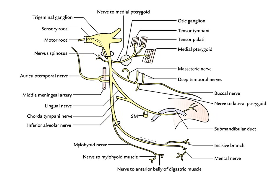 Mandibular Nerve Branches