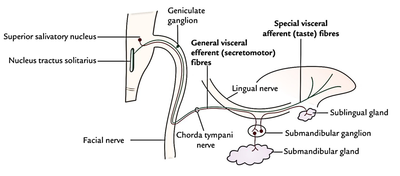 Chorda Tympani Nerve Earths Lab