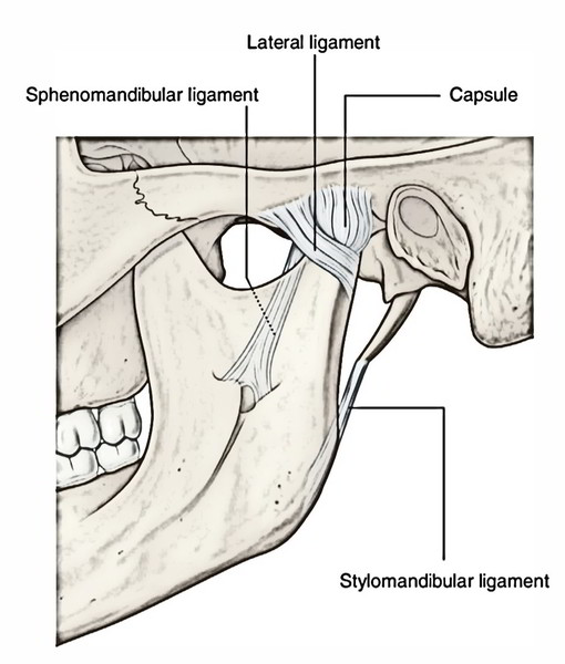 Temporomandibular Joint Earths Lab