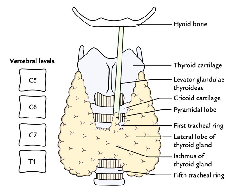 Easy Notes On 【Thyroid Gland】Learn in Just 4 Minutes ... neck lymph node levels diagram 
