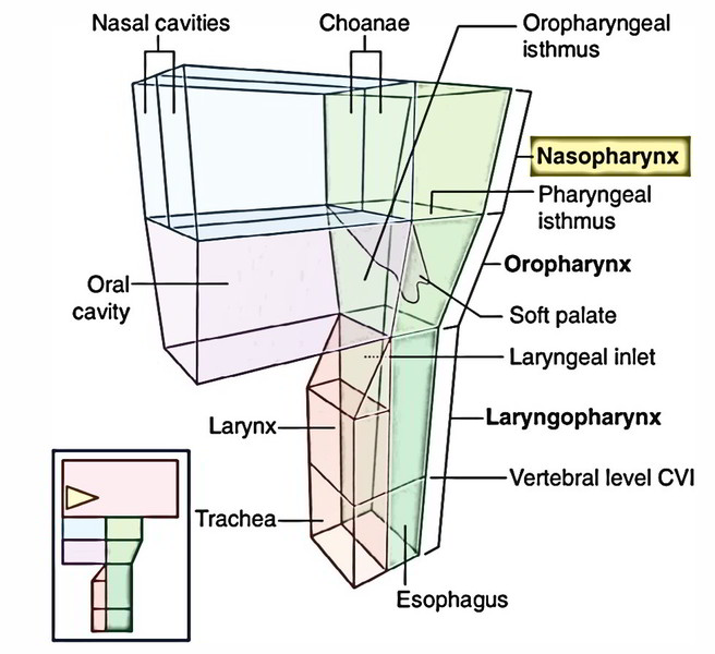 Nasopharynx – Earth's Lab