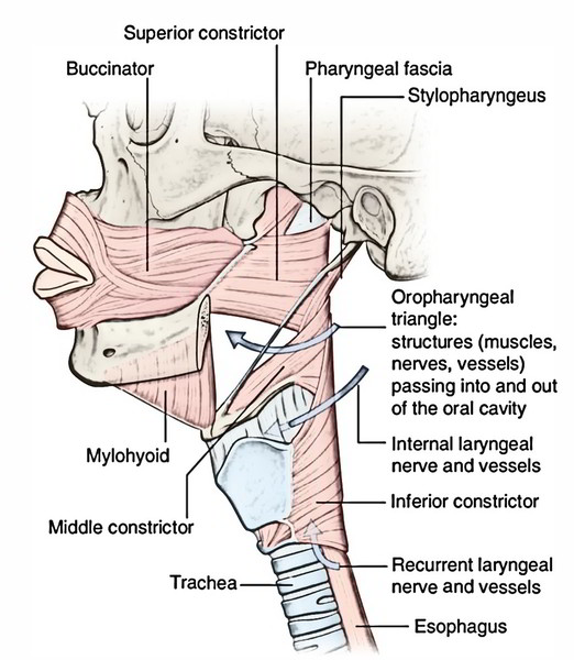 pharyngeal constrictor relationship