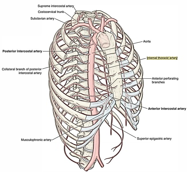 Easy Notes On 【Subclavian Arteries】Learn in Just 3 Minutes!