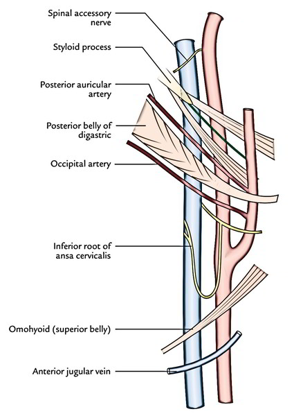 Internal Jugular Vein | Earth's Lab