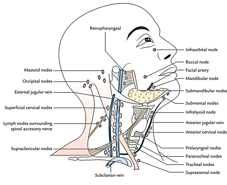 lymph nodes back of the neck