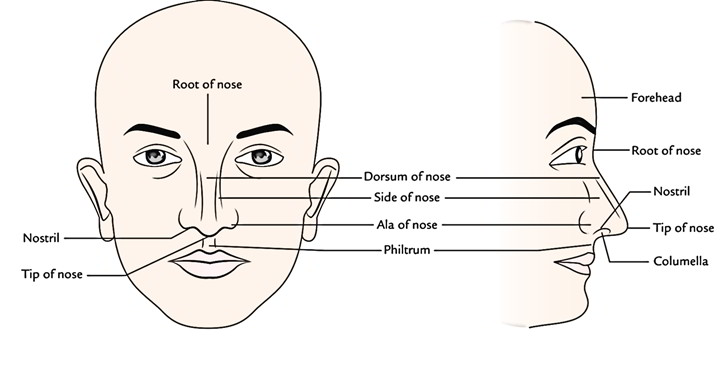Easy Notes On 【Nose】Learn in Just 4 Minutes!