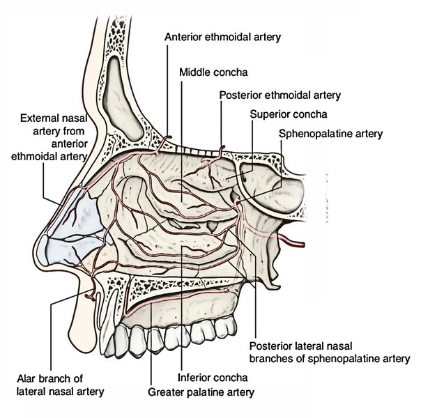 Easy Notes On 【Nasal Cavity】Learn in Just 4 Minutes!