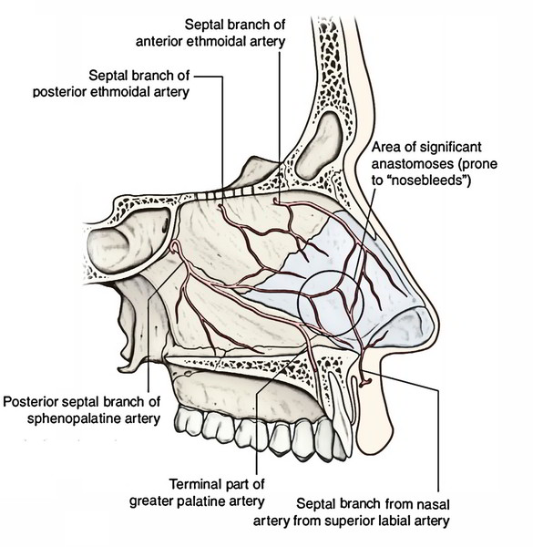 Easy Notes On 【Nasal Cavity】Learn in Just 4 Minutes!