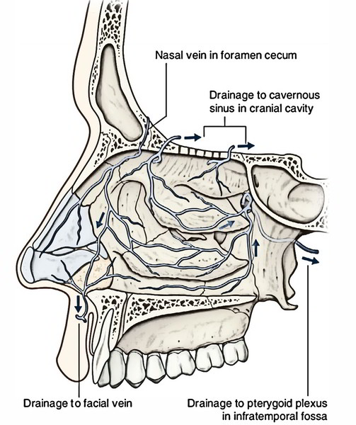 Easy Notes On 【Nasal Cavity】Learn in Just 4 Minutes!