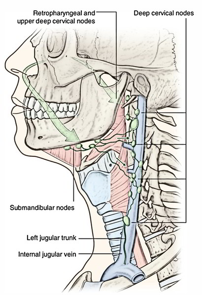 Easy Notes On 【Nasal Cavity】Learn in Just 4 Minutes!