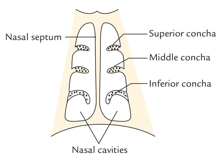 Nasal Cavity - Anatomy, Vasculature and Innervation | Earth's Lab